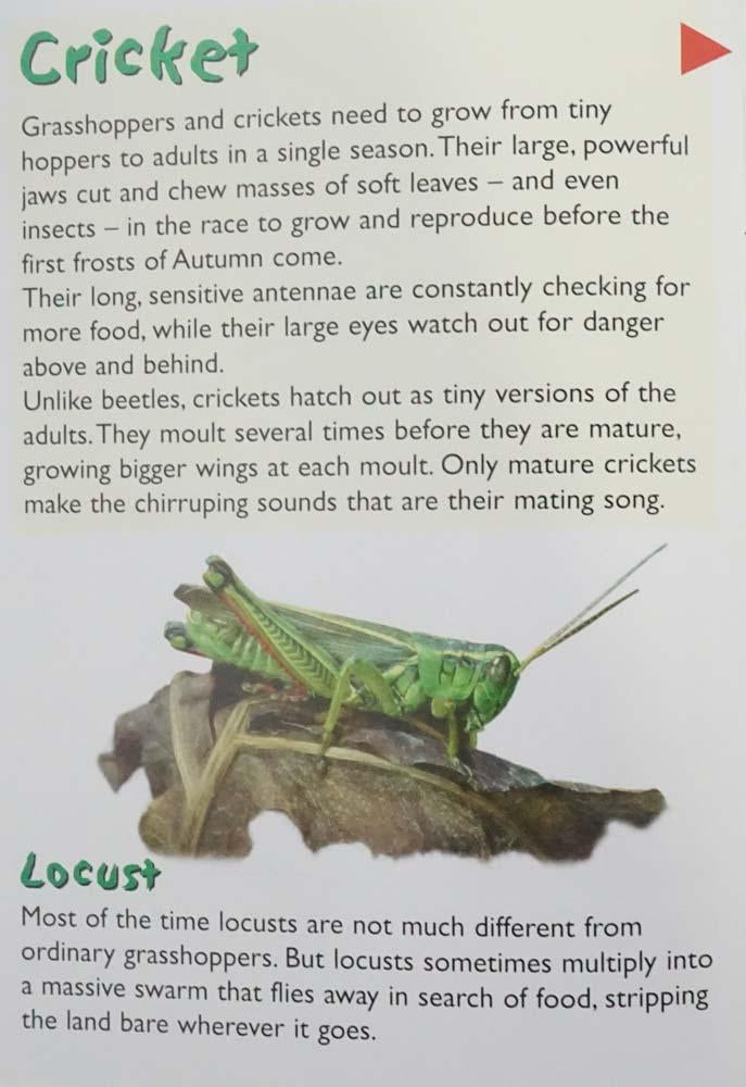 3D Poc:Bugs