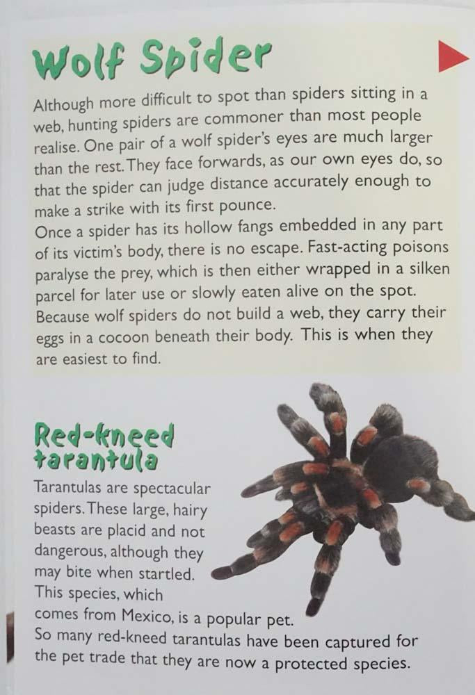 3D Poc:Bugs