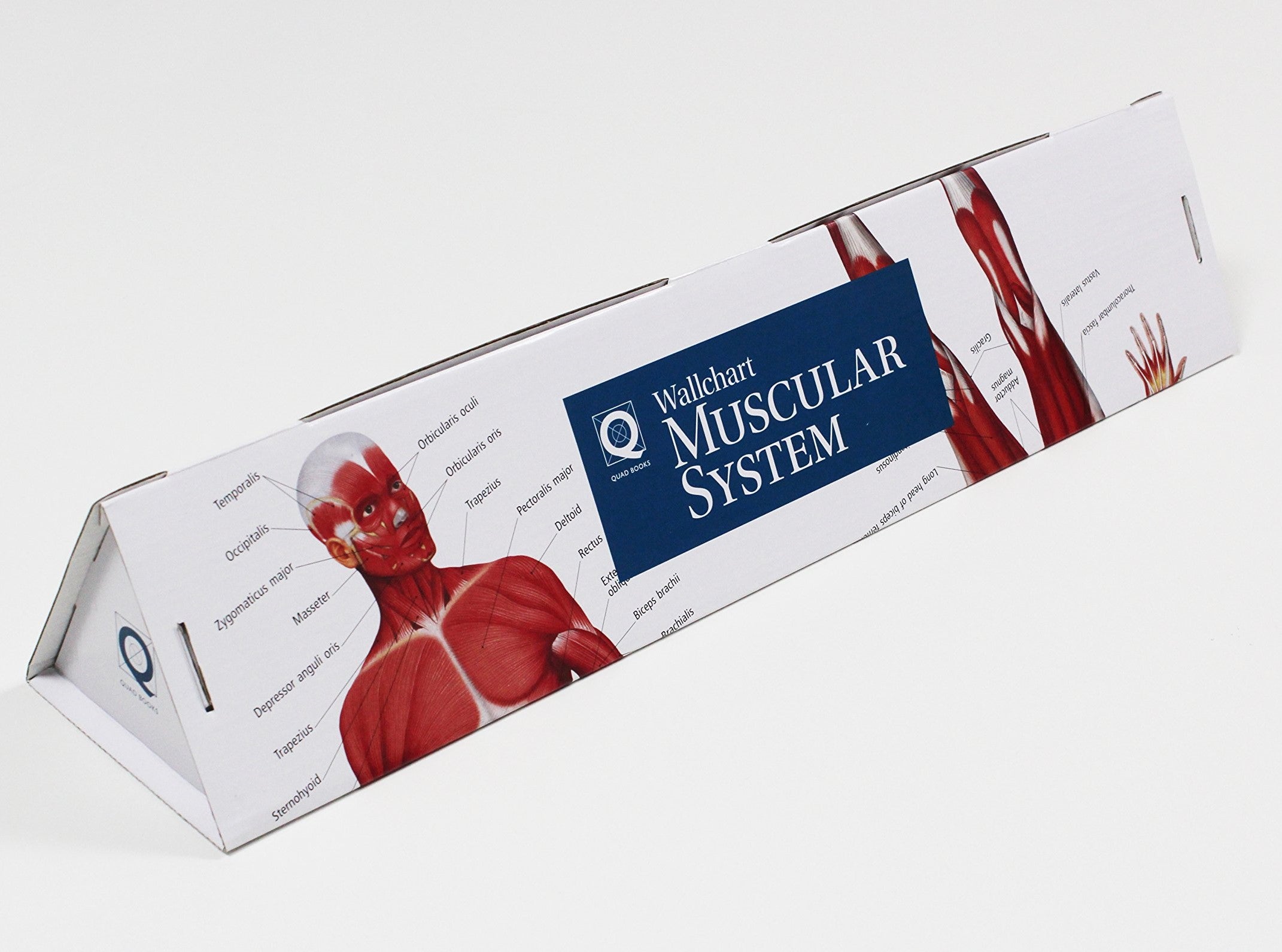 Human Anatomy Wallchart Tube