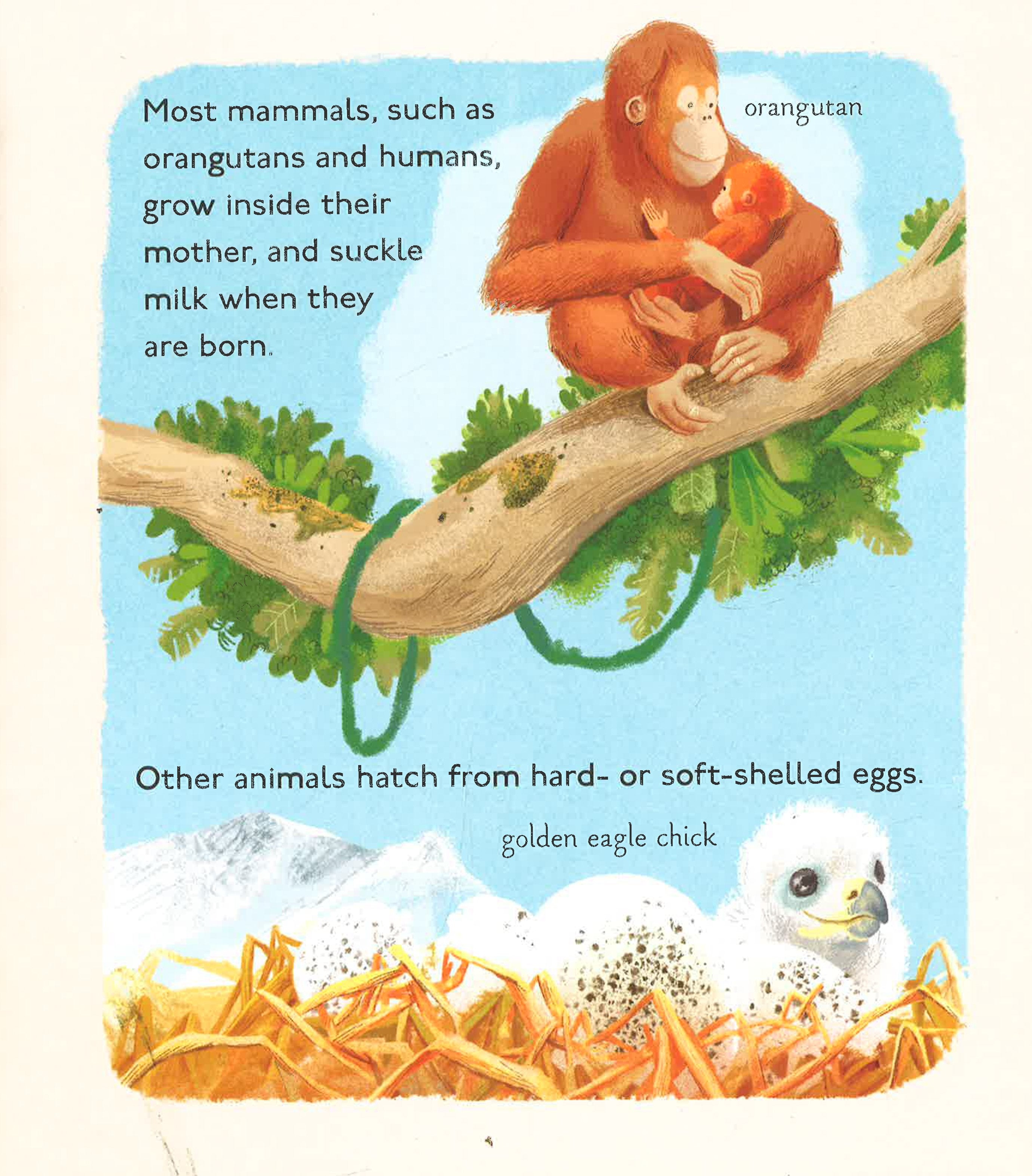 Amazing Animal Babies