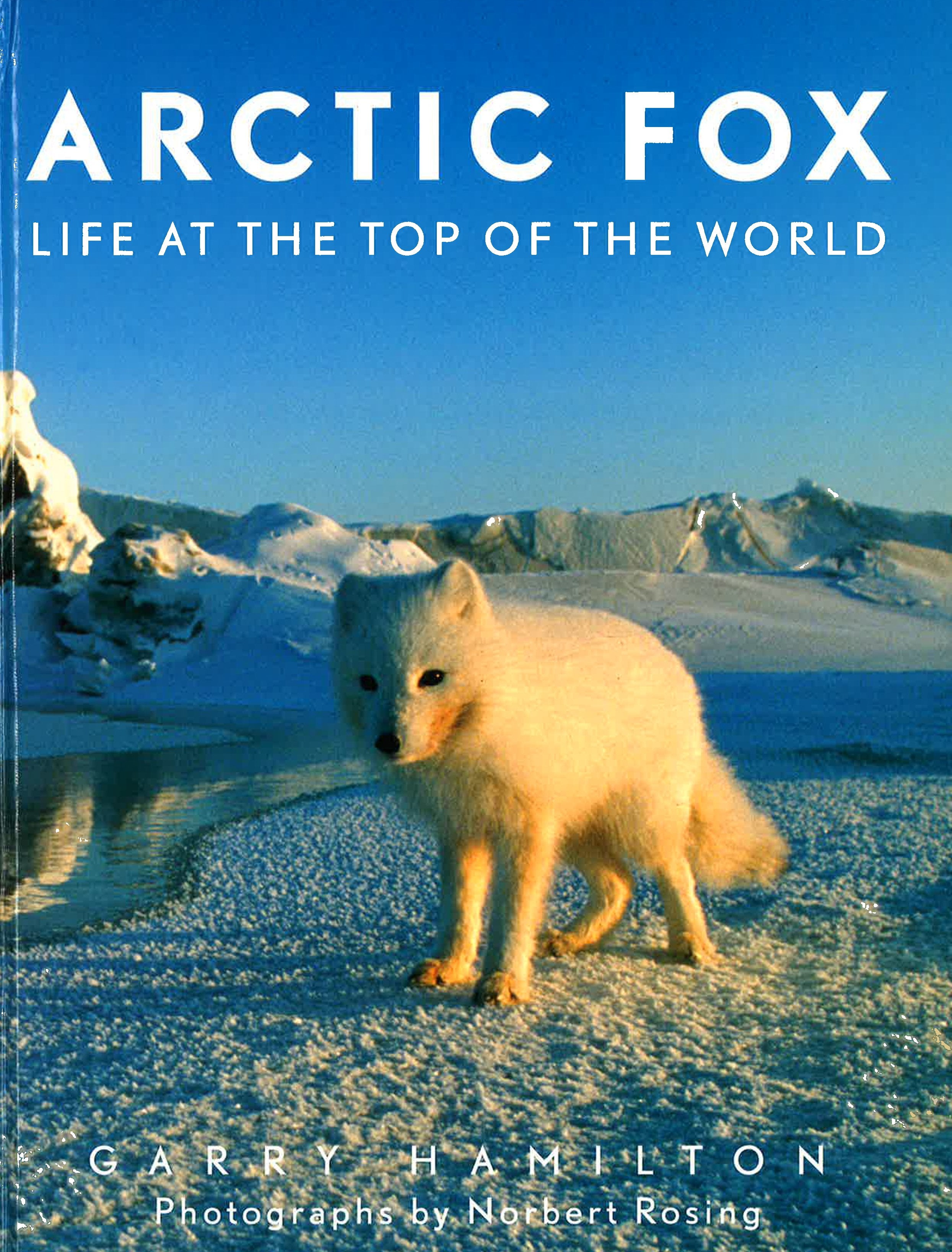 Arctic Fox