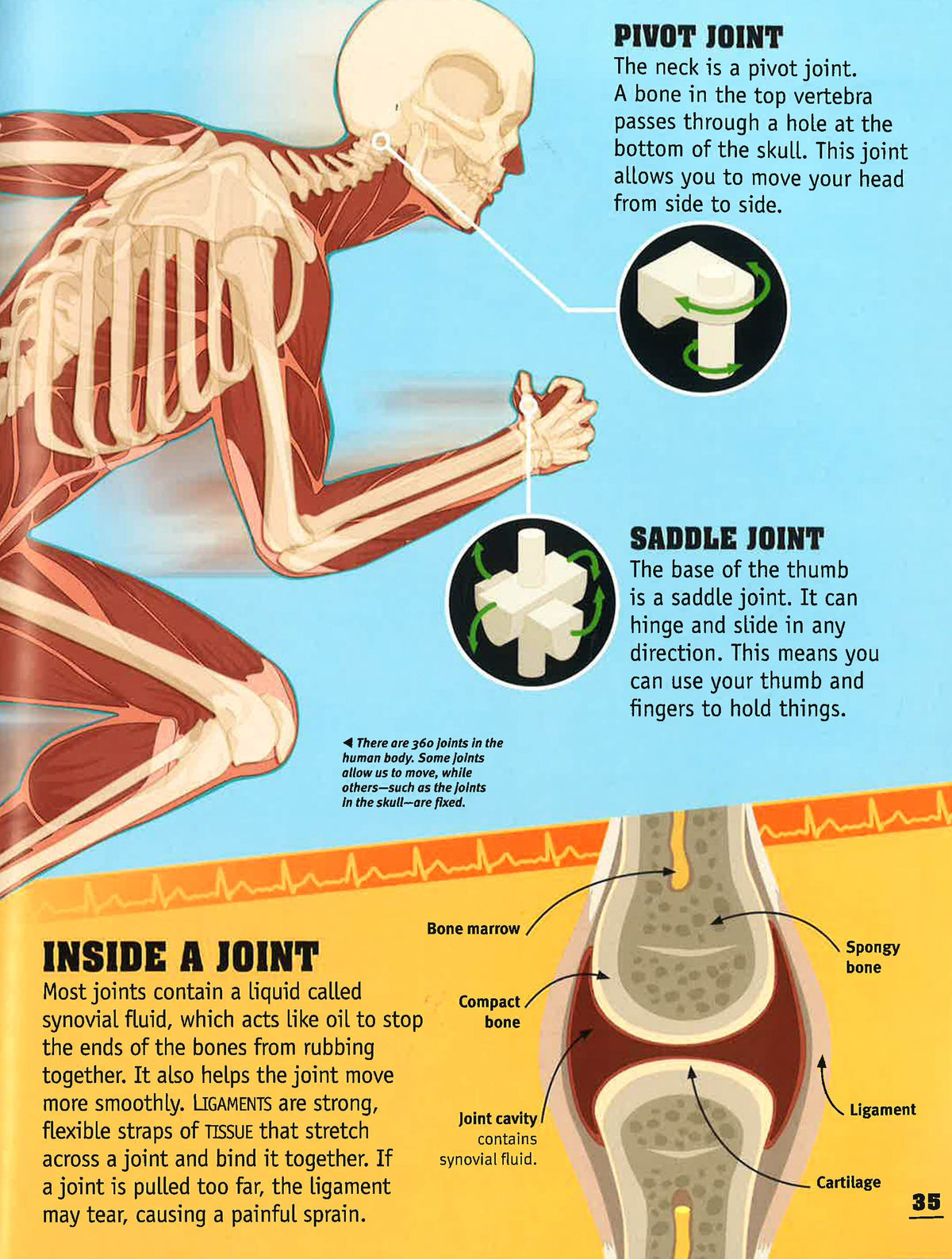 50 Things You Should Know About The Human Body – Big Bad Wolf Books Sdn ...