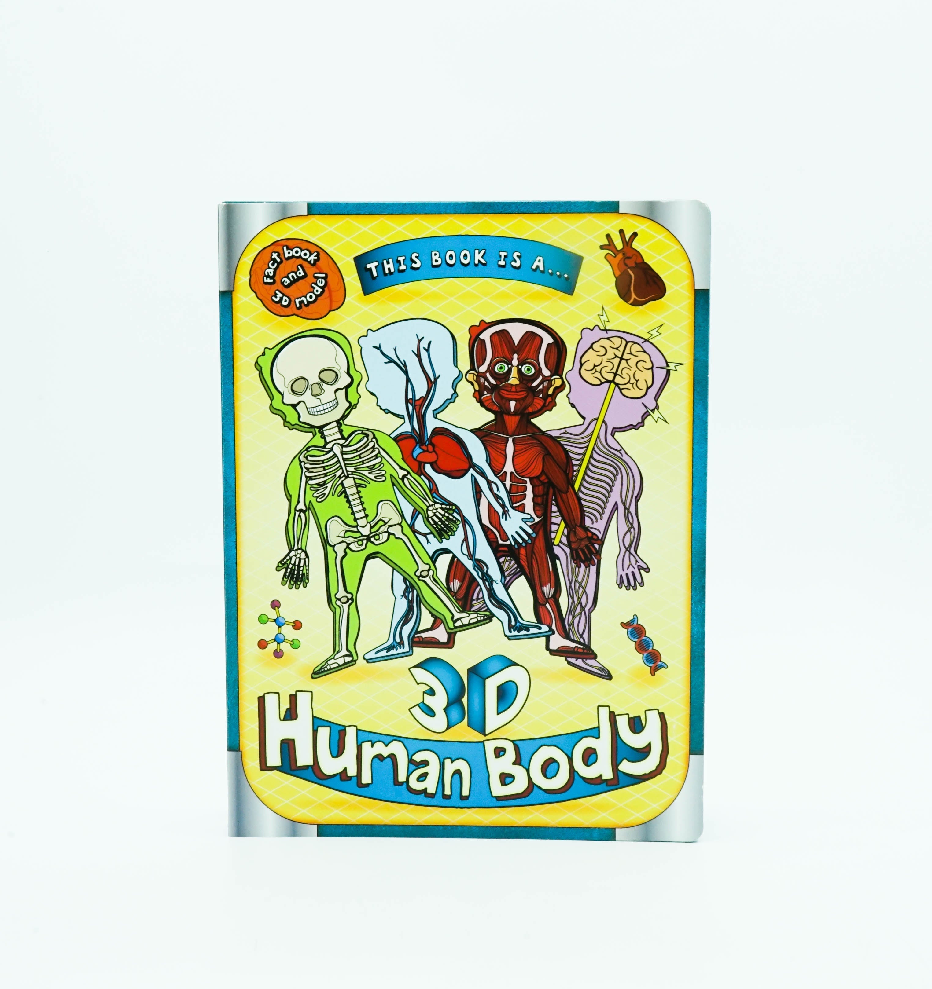 Human Body