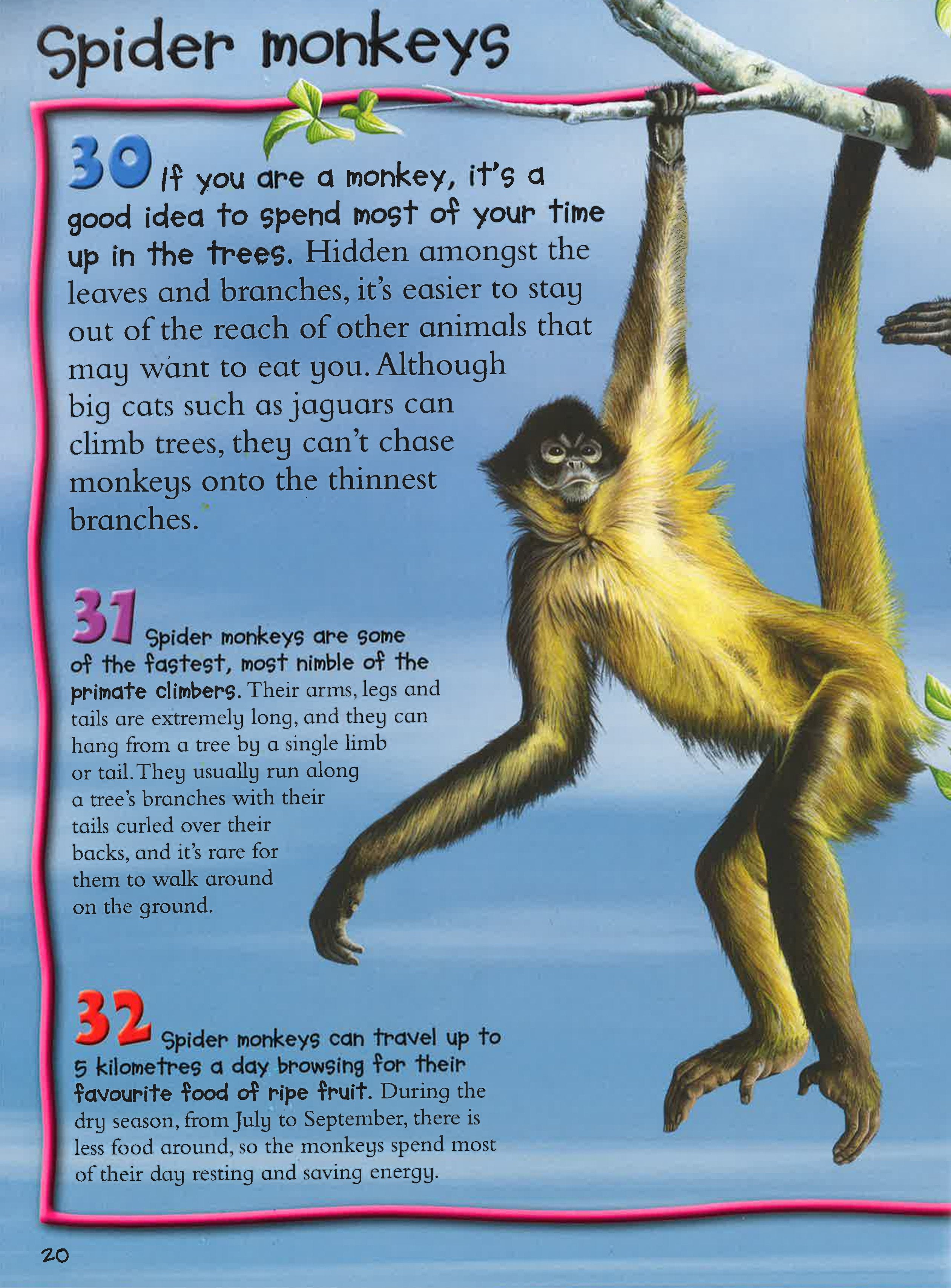 100 Facts: Monkeys And Apes