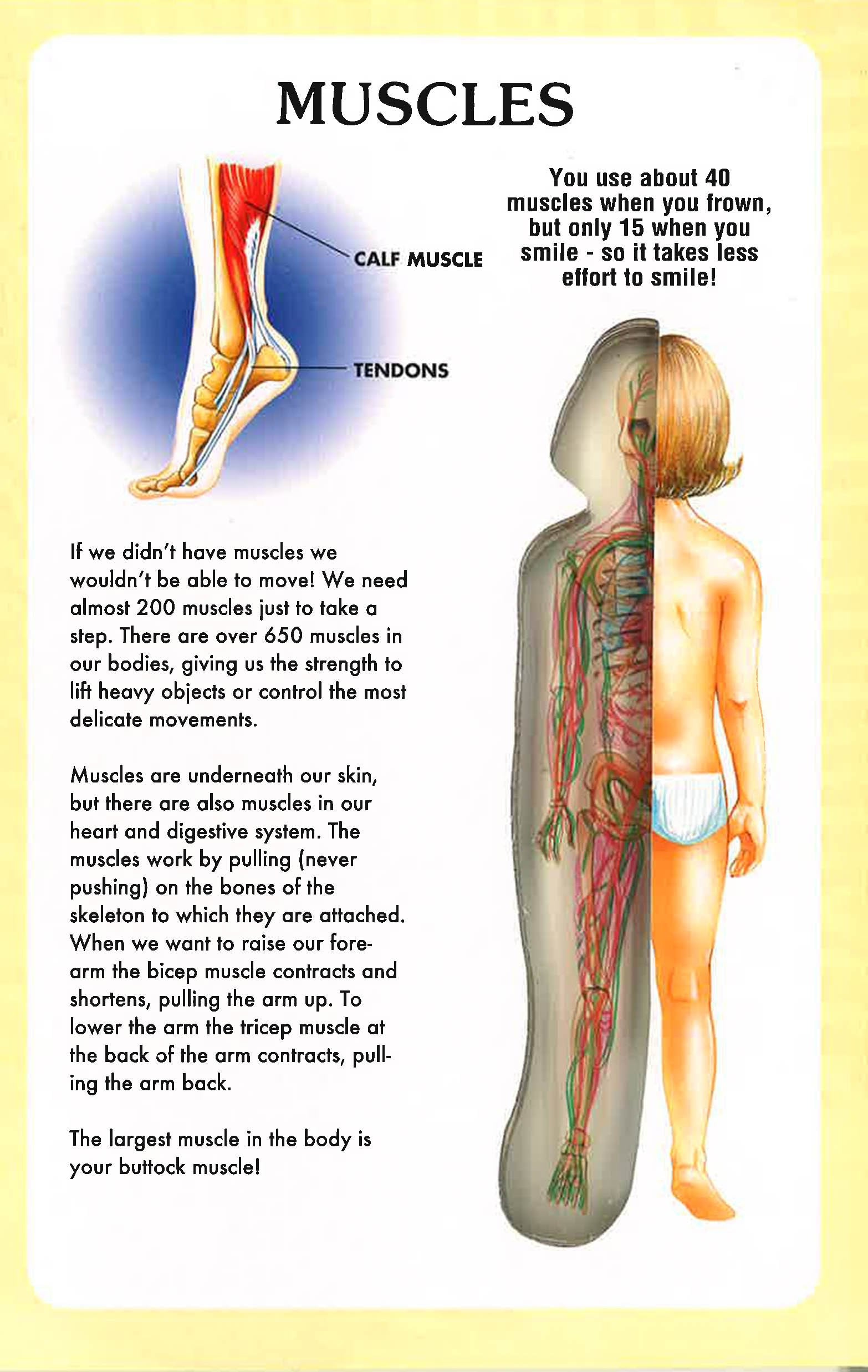 My First Book Of The Human Body